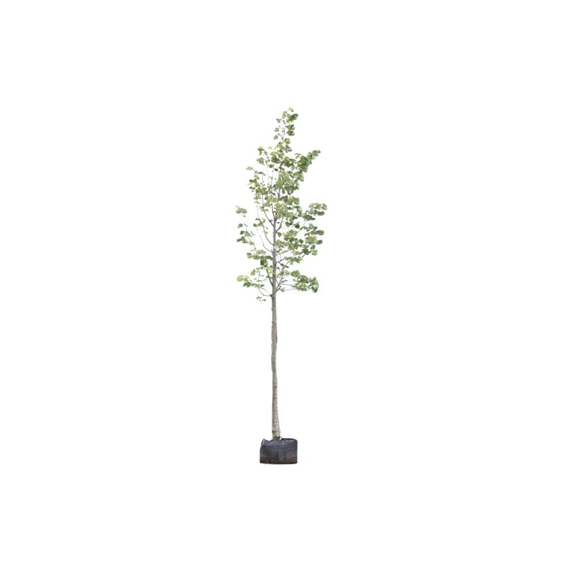 Tilia Brabant