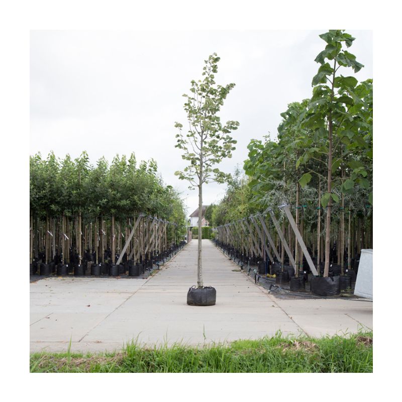 Tilia Brabant