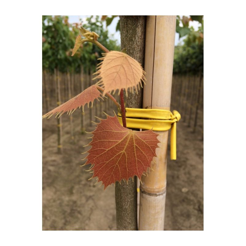 Tilia henryana 