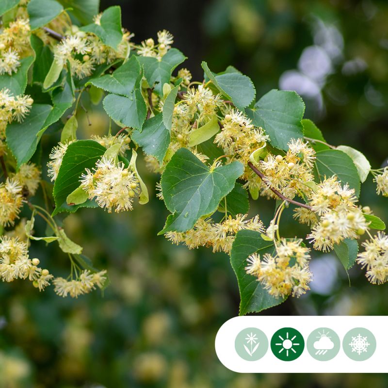 Tilia europaea - vierkant dak