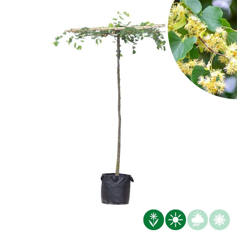Tilia europaea - vierkant dak