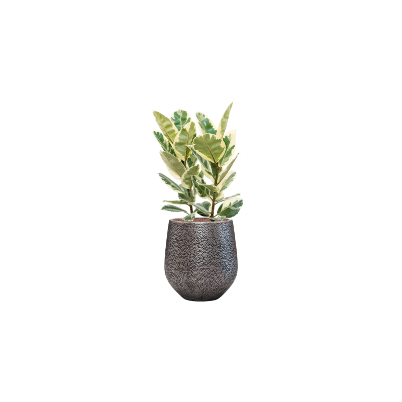 Ficus Tineke 