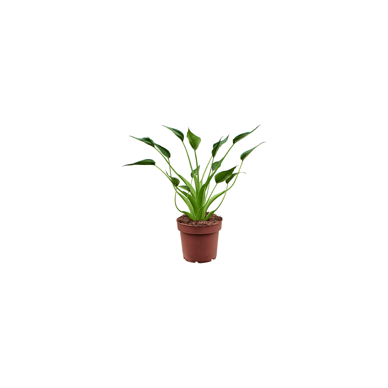 Alocasia Tiny Dancer