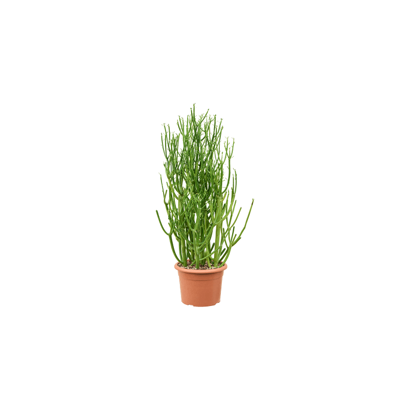 Euphorbia tirucalli