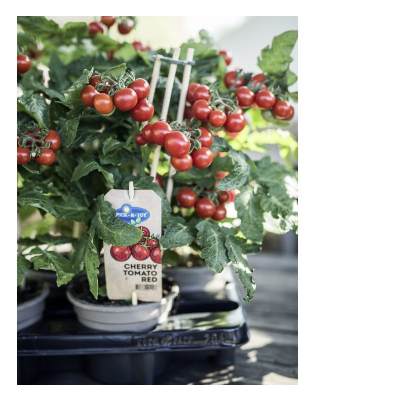 Cherry tomaat