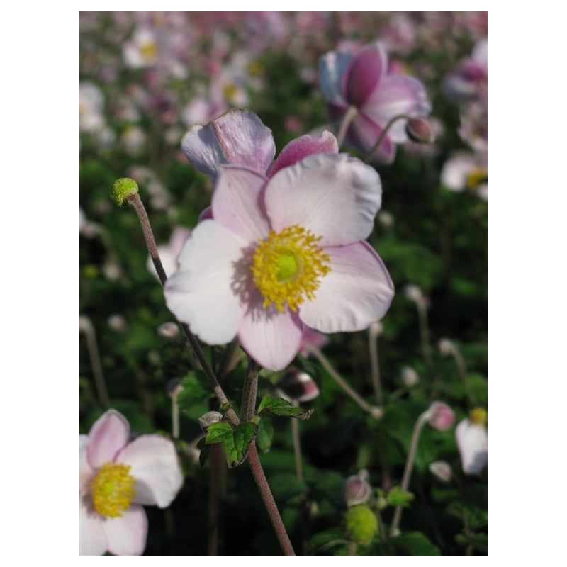 Anemone Robustissima