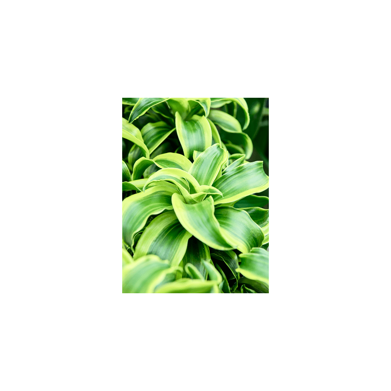 Dracaena Tornado