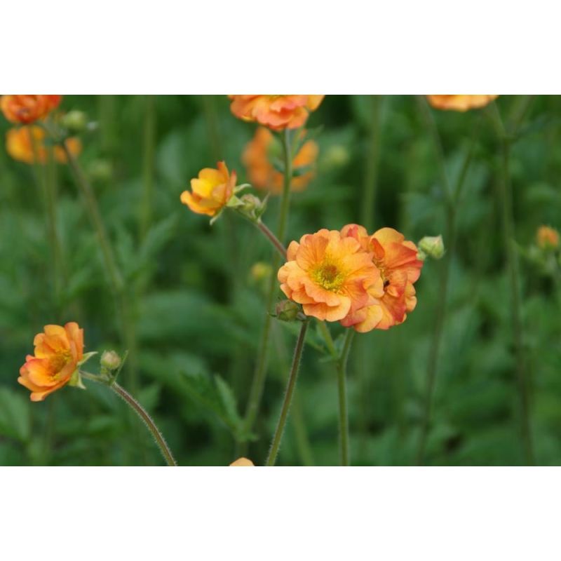 Geum Totally Tangerine 