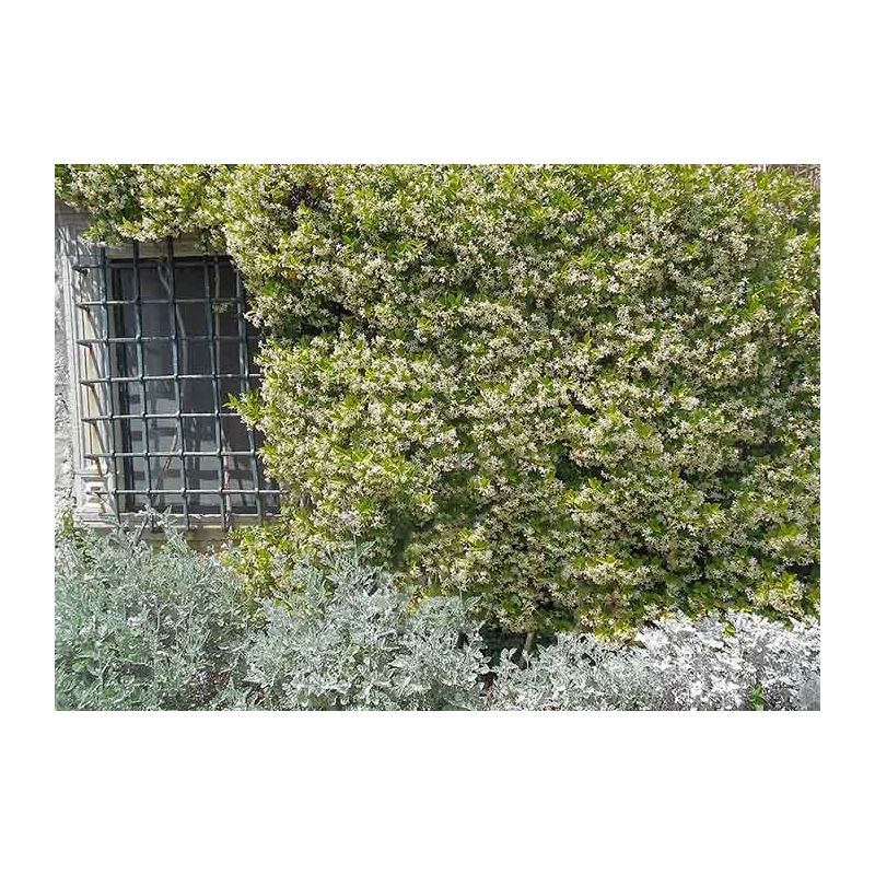 Trachelospermum jasminoides XL