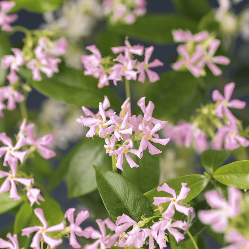 Trachelospermum Pink Showers