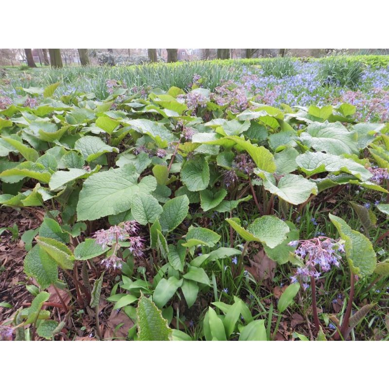 Trachystemon orientalis - biologisch