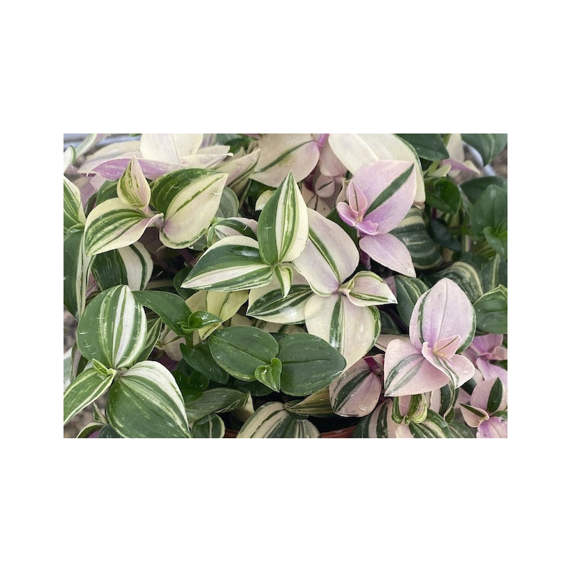 Tradescantia Fluminensis Quadricolor