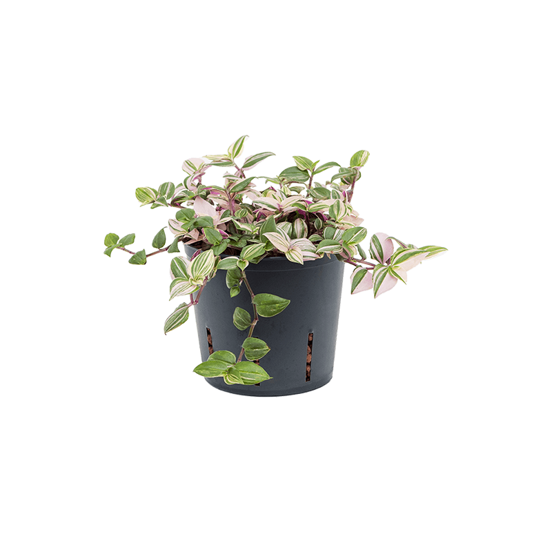 Tradescantia Fluminensis Quadricolor
