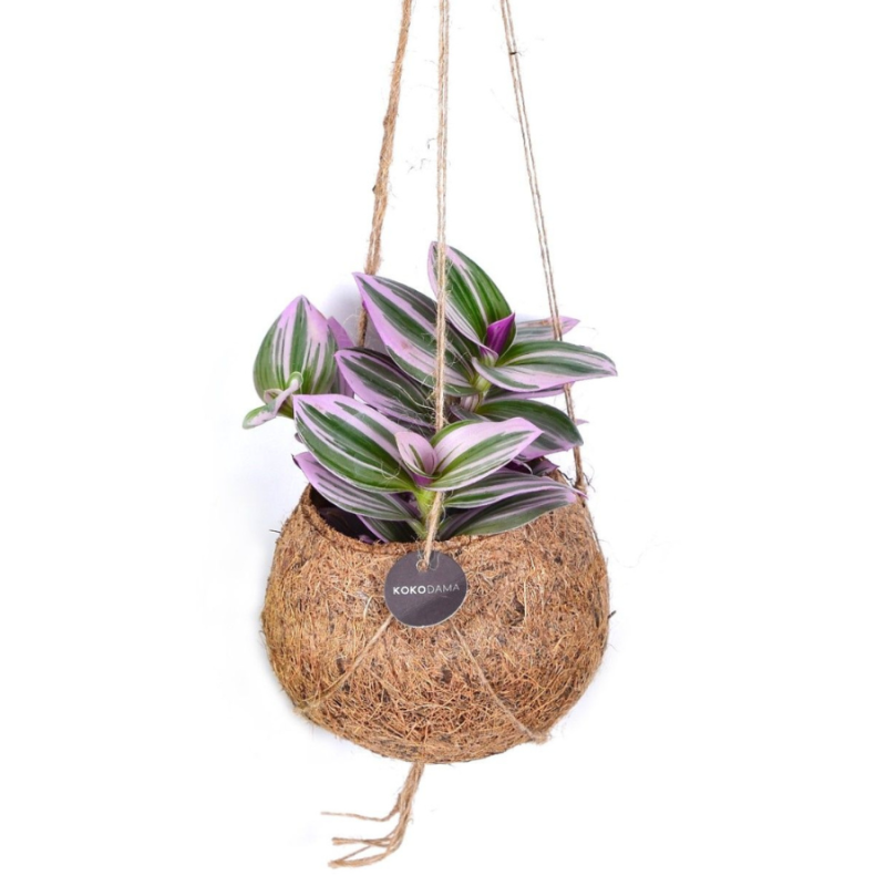 Tradescantia Nanouk in Kokodama