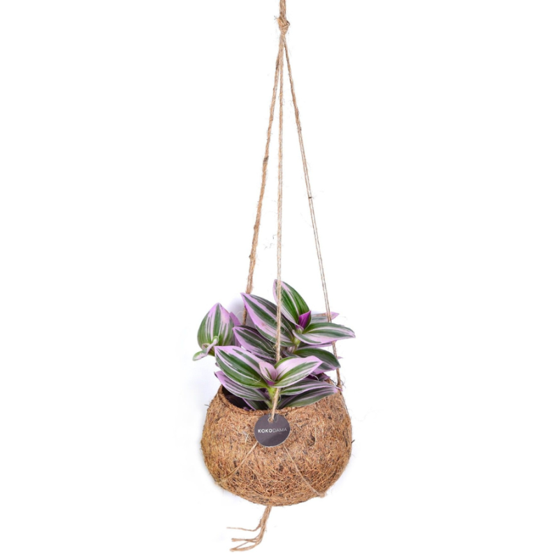 Tradescantia Nanouk in Kokodama