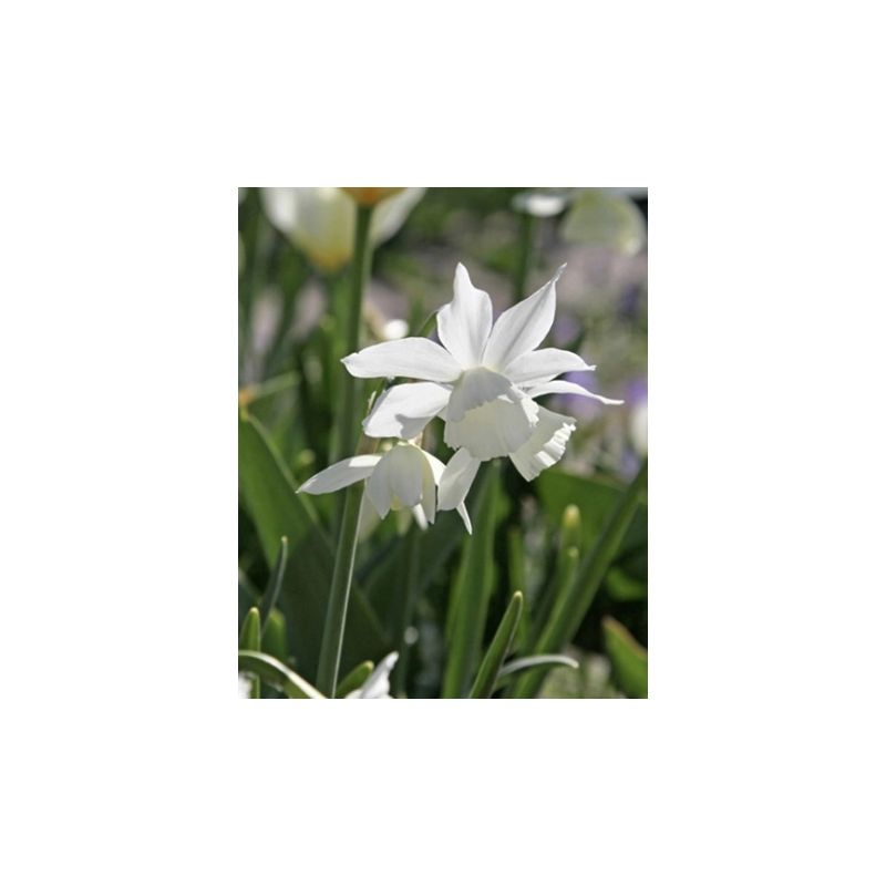 Narcissus triandrus Thalia - 100 stuks