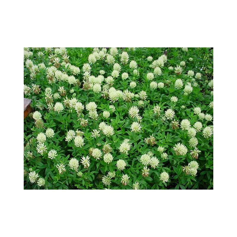 Trifolium ochroleucon