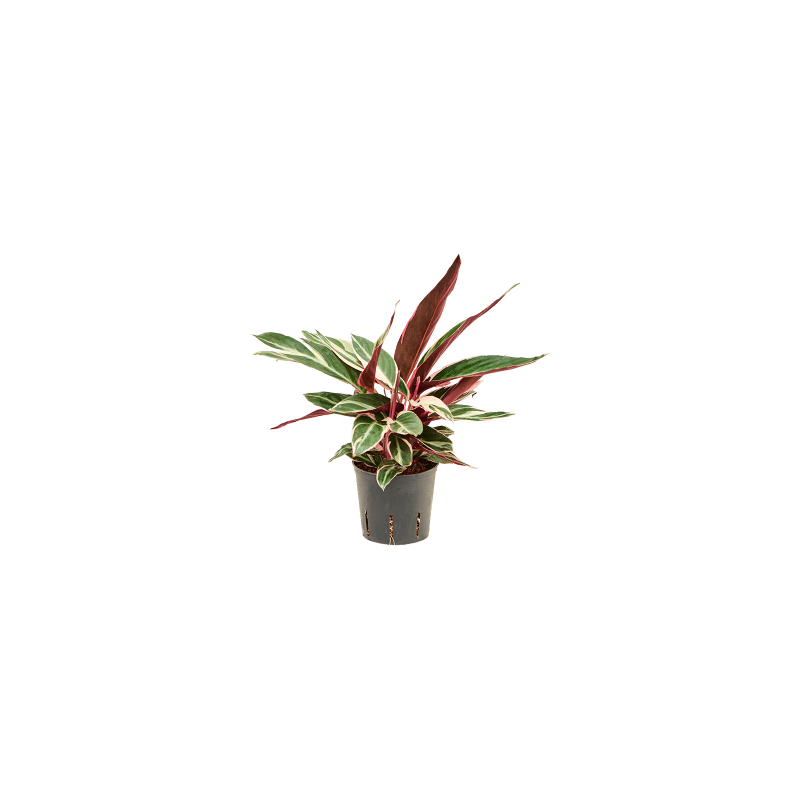 Calathea Triostar