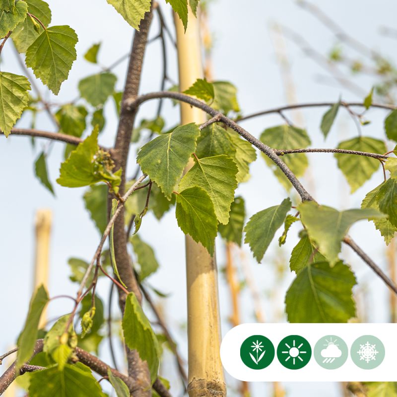 Betula Tristis