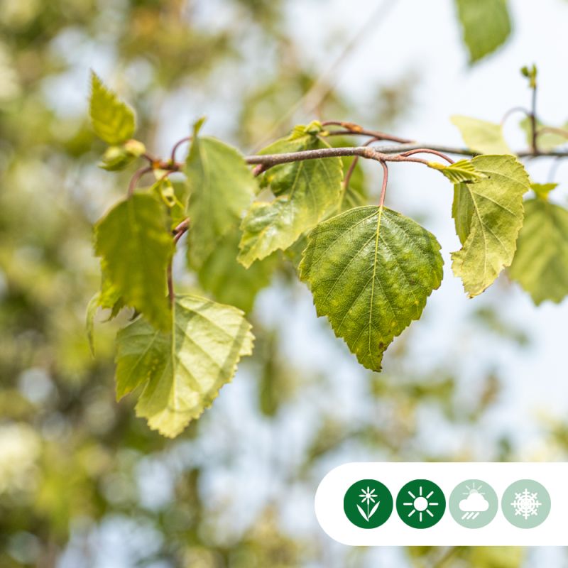 Betula Tristis