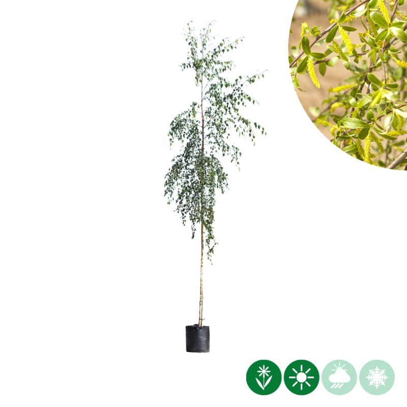 Betula Tristis