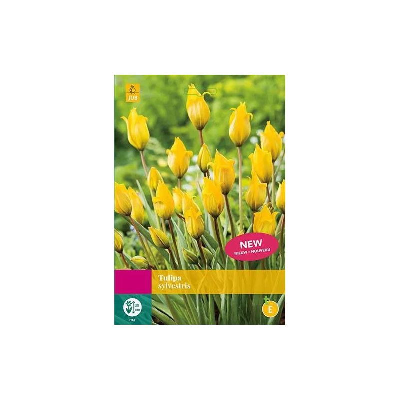 Tulipa sylvestris - 20 stuks