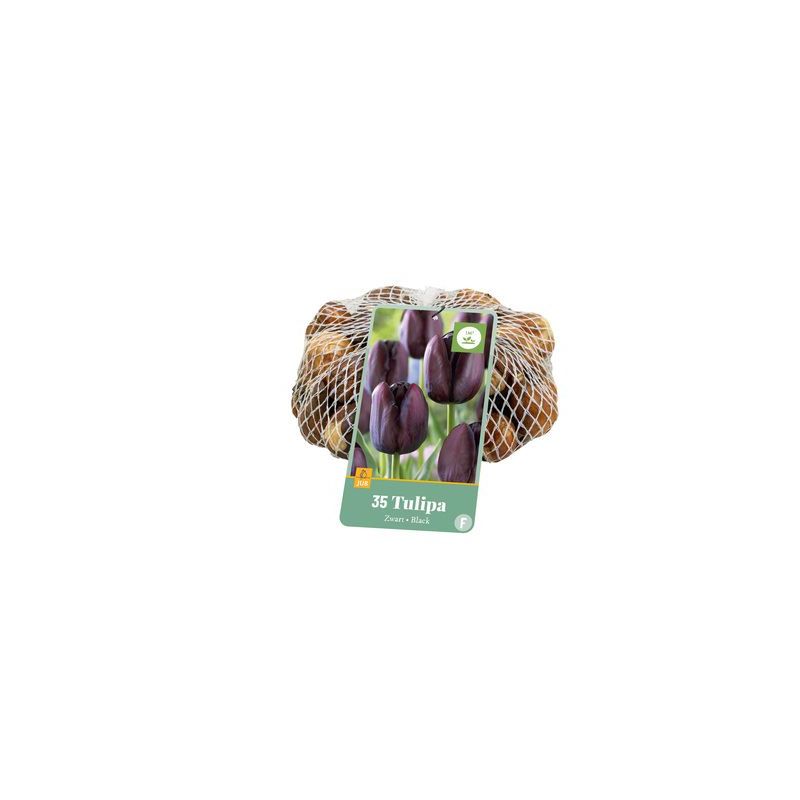 Tulipa Zwart - 35 stuks