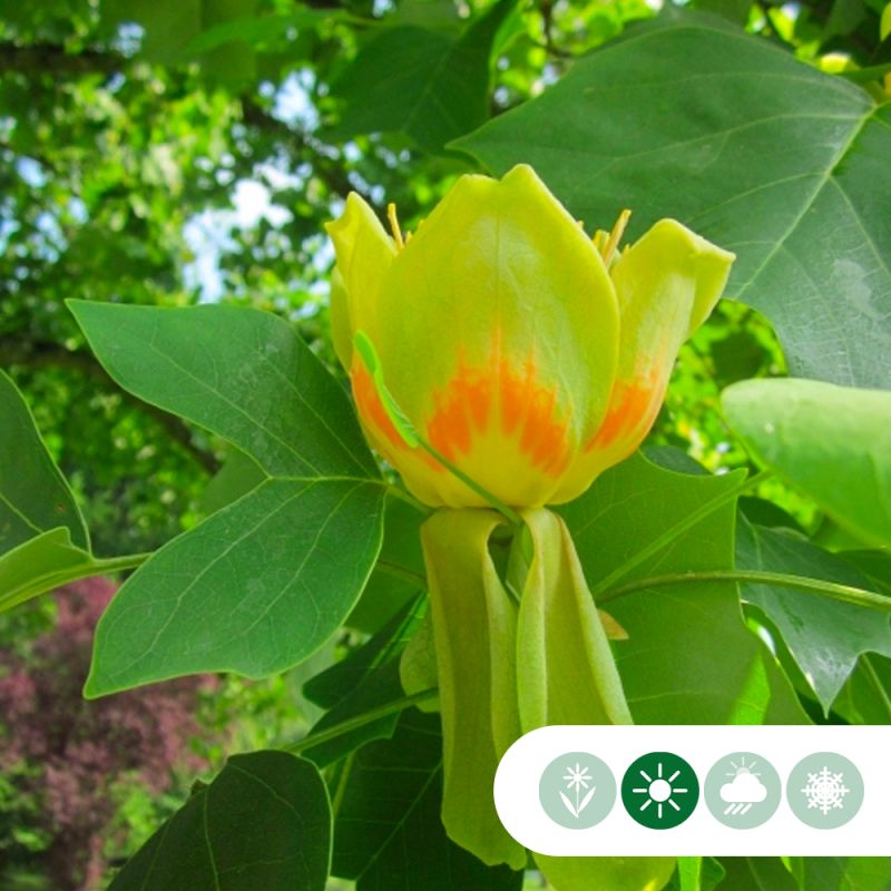 Liriodendron tulipifera 