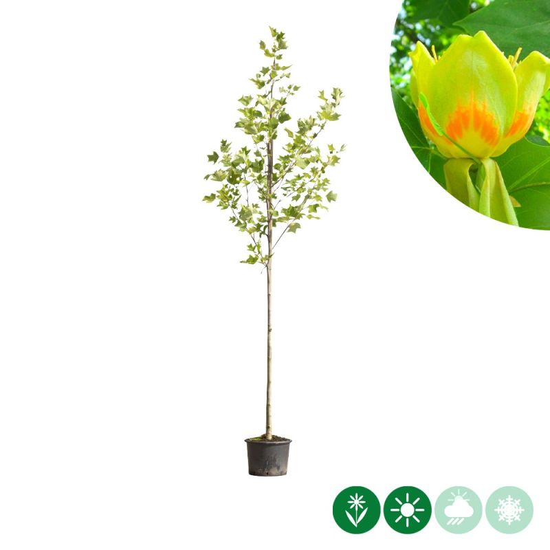 Liriodendron tulipifera 