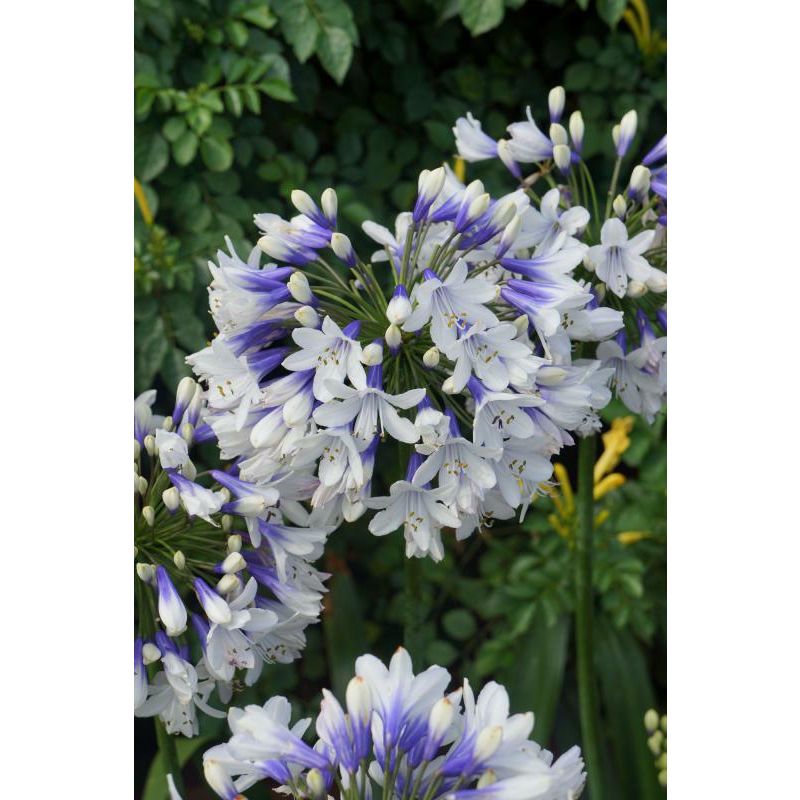 Agapanthus Twister