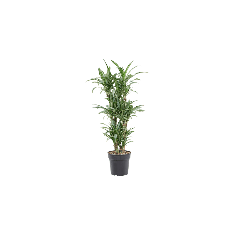 Dracaena Fragrans Ulises vertakt eenvoudig en snel online bestellen?