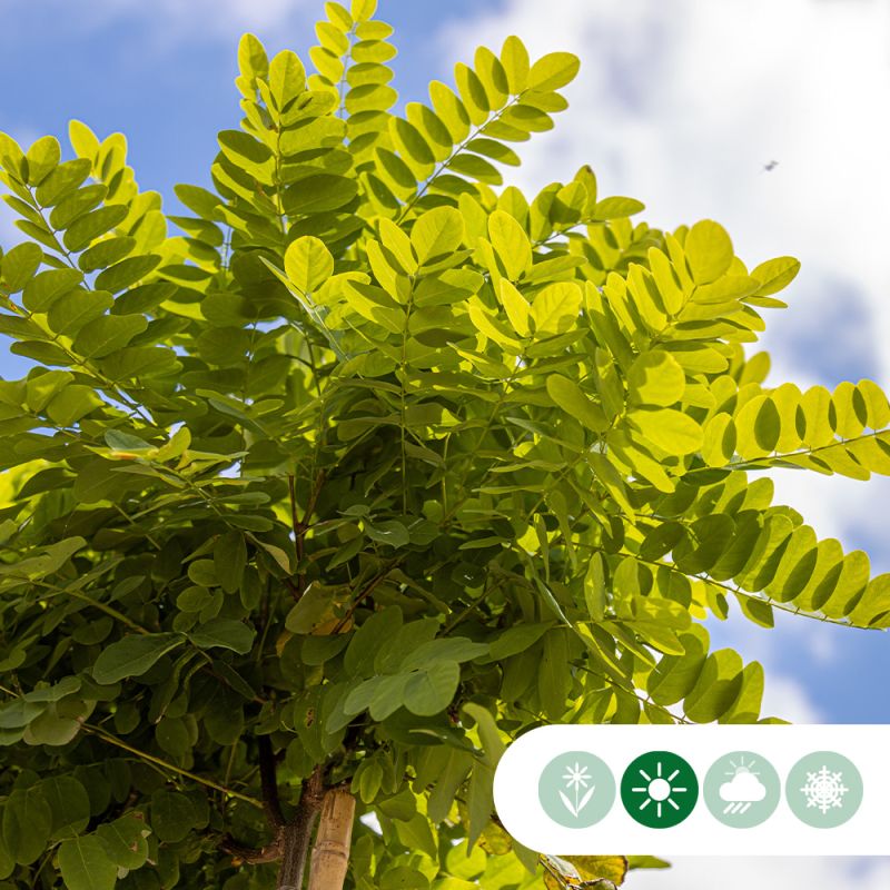 Robinia Umbraculifera - volgroeid