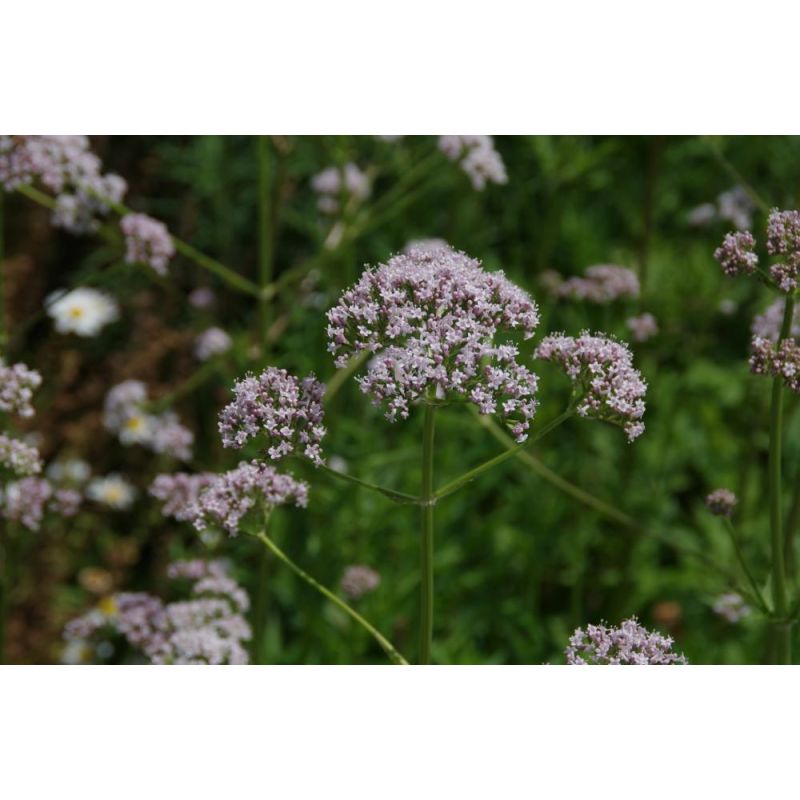 Valeriana officinalis 