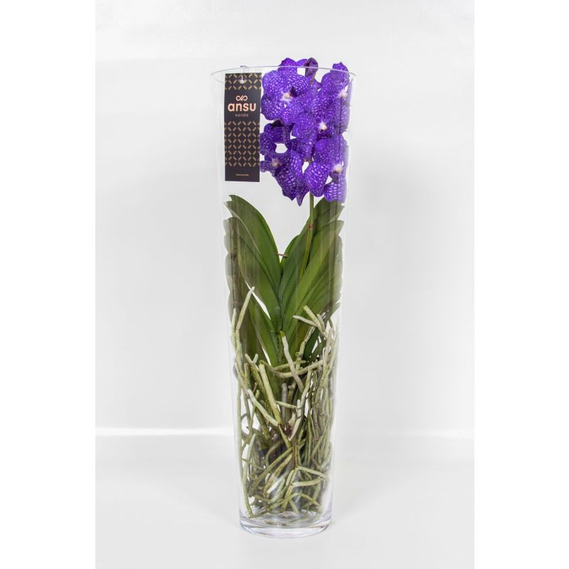 Vanda Orchidee blauw/paars in vaas