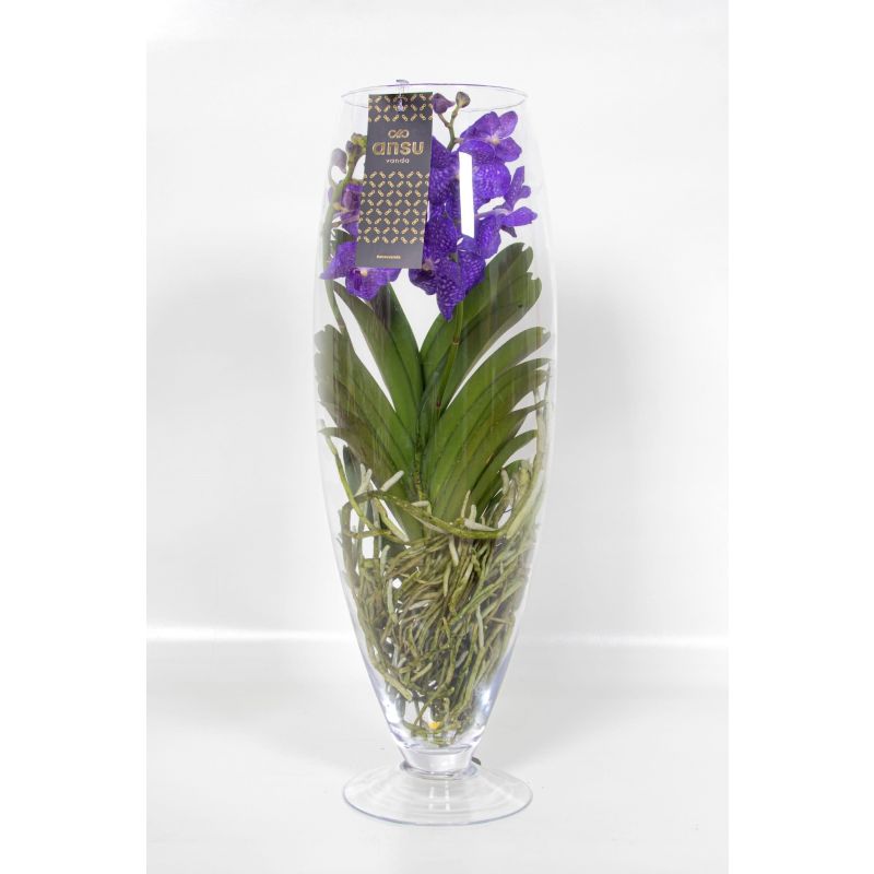 Vanda Orchidee blauw/paars in vaas Majestic