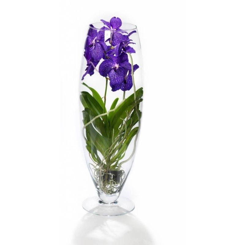 Vanda Orchidee blauw/paars in vaas Majestic