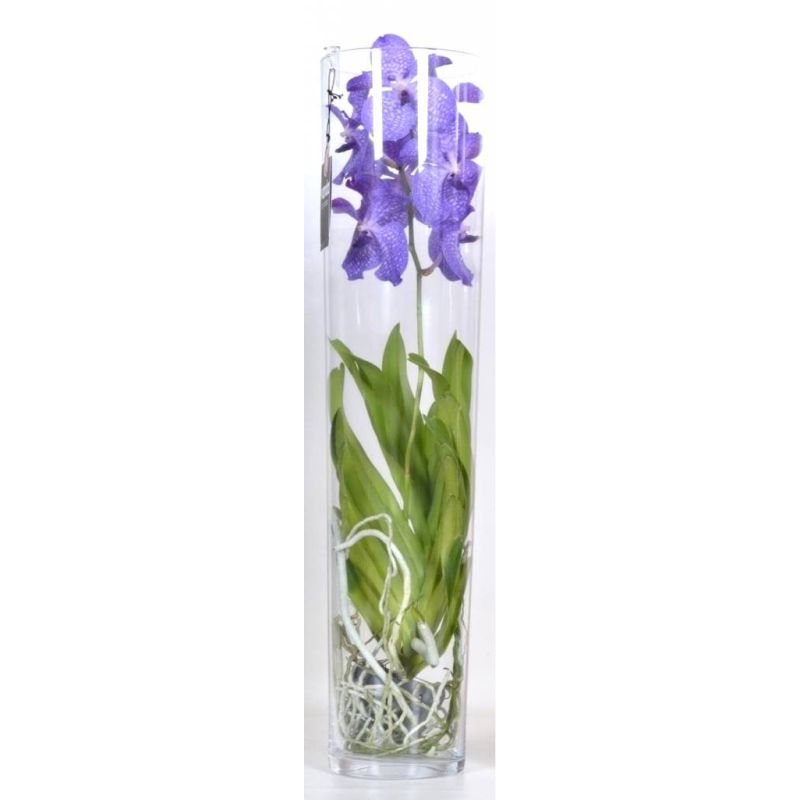 Vanda Orchidee blauw/paars in vaas