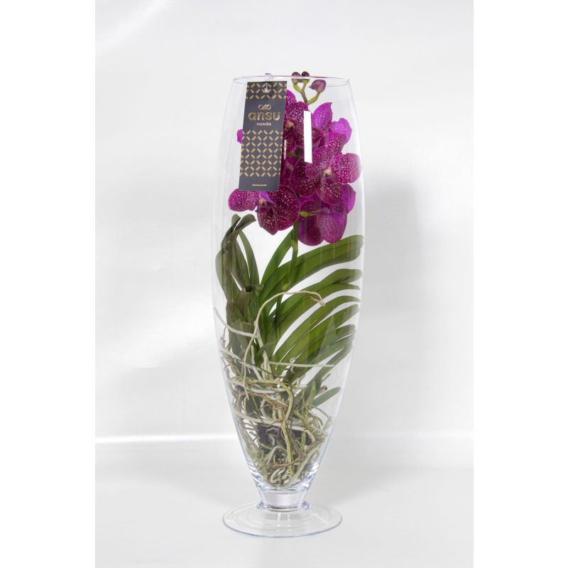 Vanda Orchidee roze in vaas Majestic
