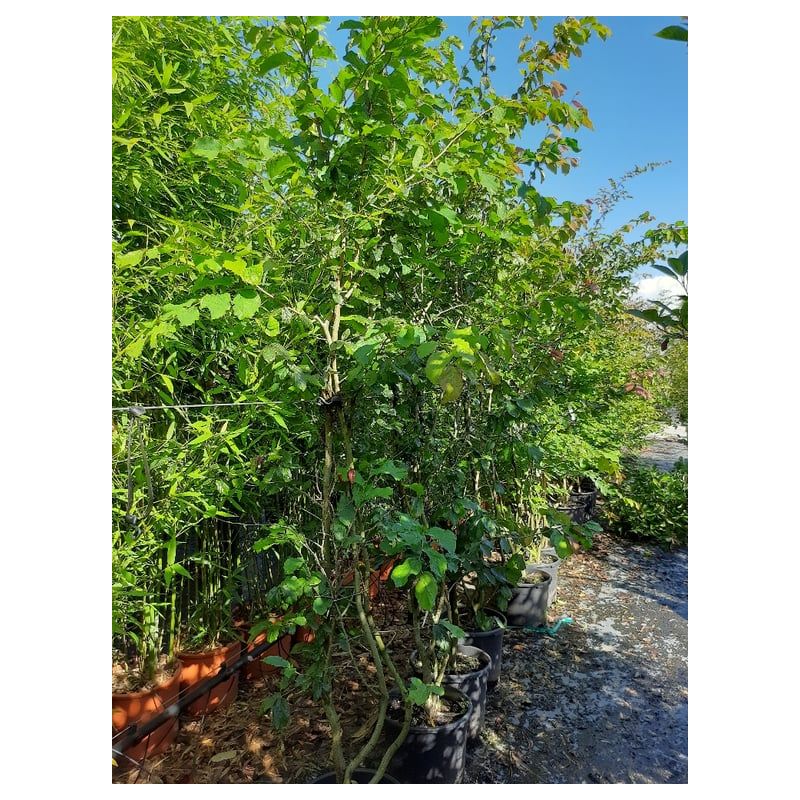 Parrotia Vanessa - meerstammig