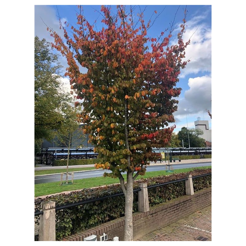 Parrotia Vanessa - meerstammig