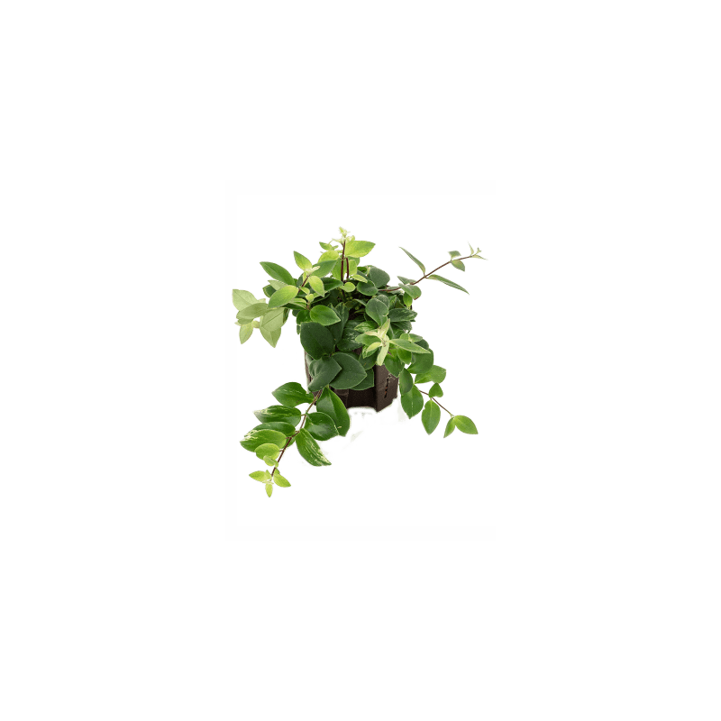 Aeschynanthus Lobbianus 'Variegata' - hydrocultuur eenvoudig en snel online  bestellen?