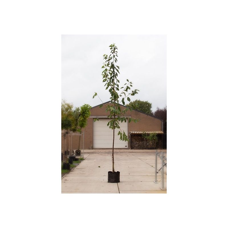 Prunus Varikse Zwarte - hoogstam