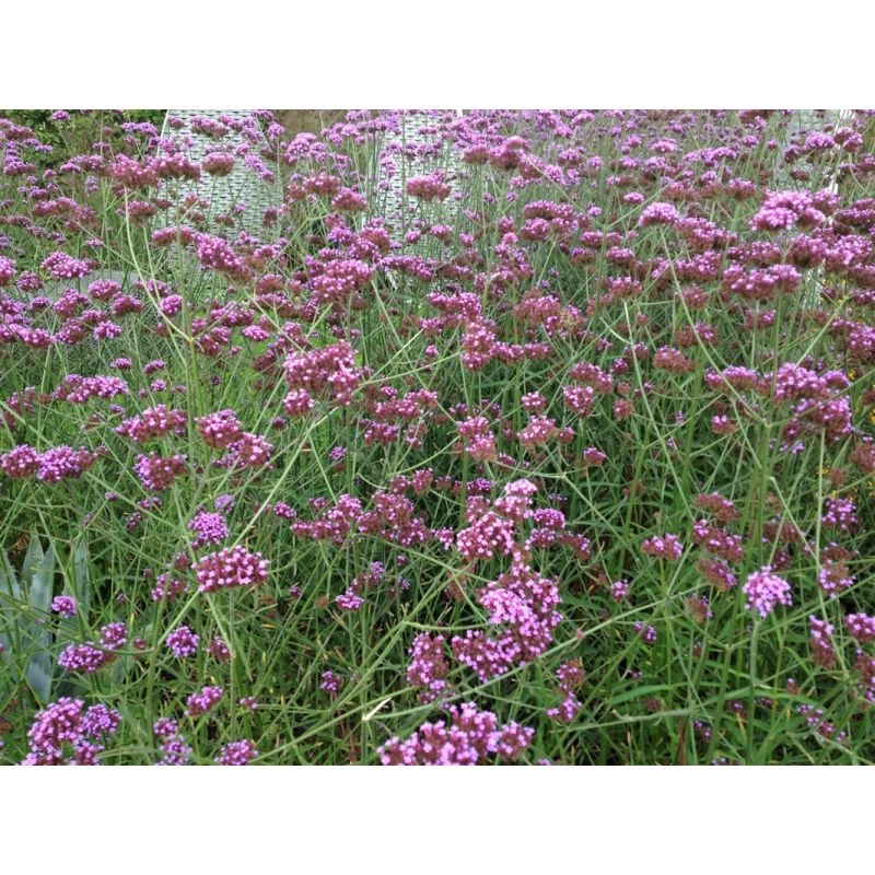 Verbena bonariensis - biologisch