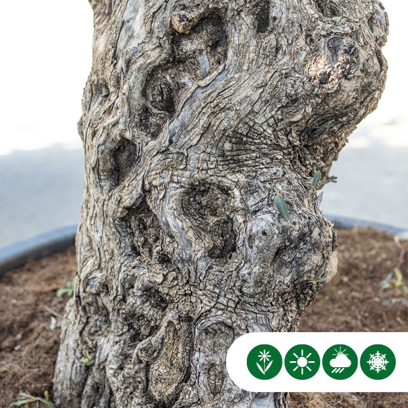 Olea Verdial