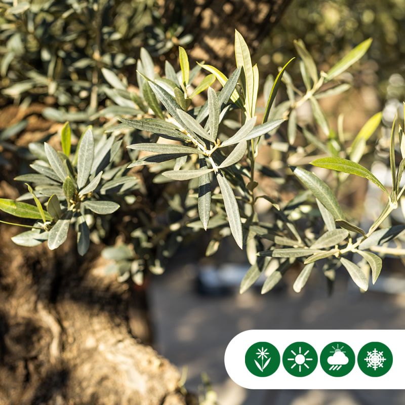 Olea Verdial