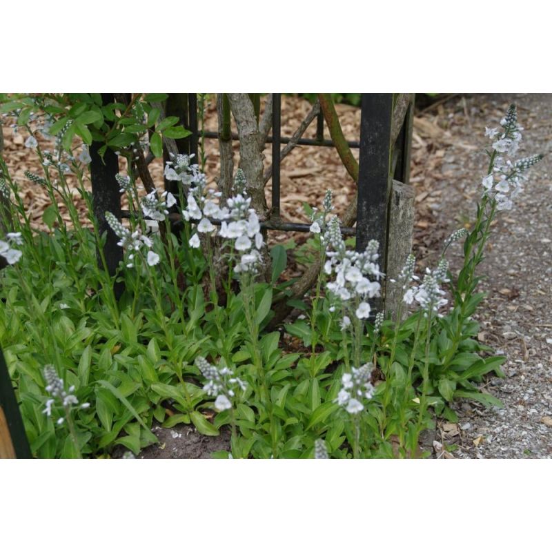 Veronica Pallida 