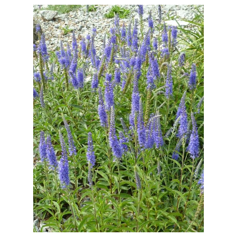 Veronica spicata 