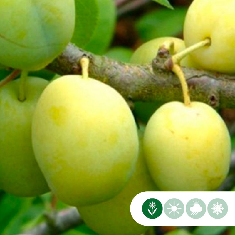 Prunus Reine Claude Verte - leiboom hoogstam