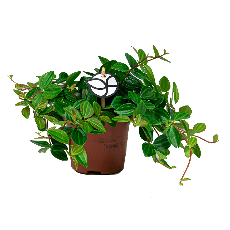 Peperomia Rocca Scuro
