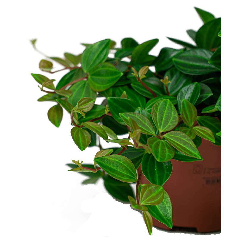Peperomia Rocca Scuro